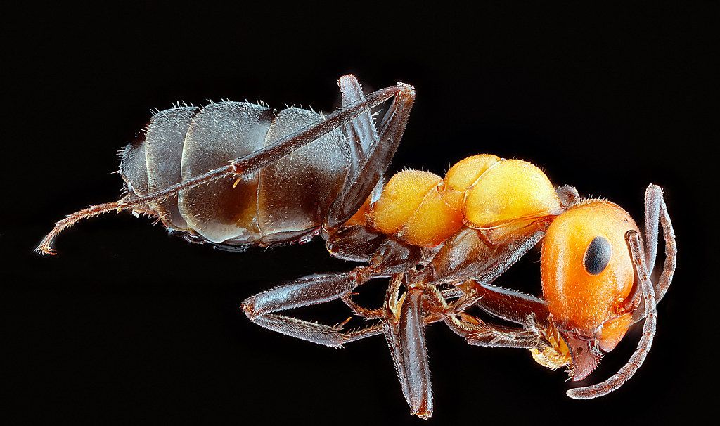 Ant Control service in Ontario, CA