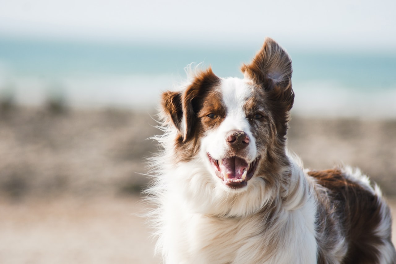Flea & Tick Control service in Ontario, CA