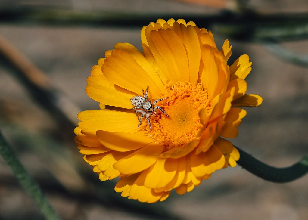 Spider Control service in Ontario, CA